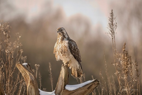 Buizerd winter