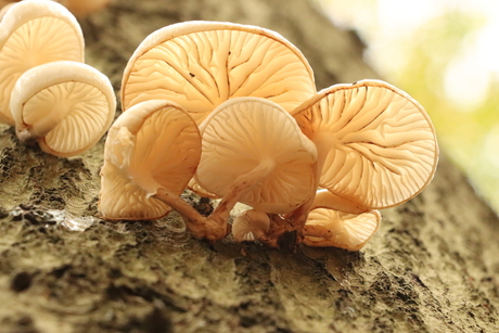 paddestoelen op stam