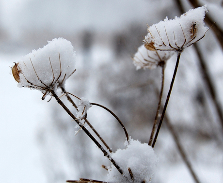 Winter in het Goudse hout