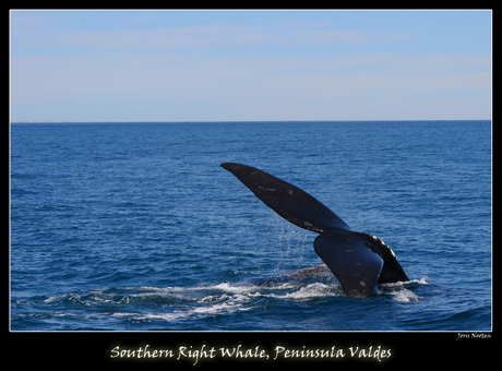 Southern Right Whale