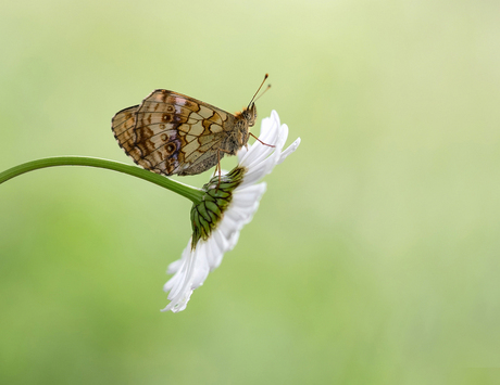 Search for the butterfly