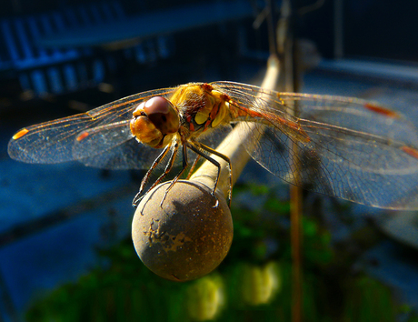 Rode Heidelibel in de tuin