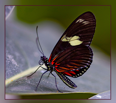 emmen dierenpark 13