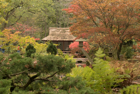 Japanse Tuin-1