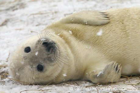 Grijze zeehond pup in Donna Nook (UK)