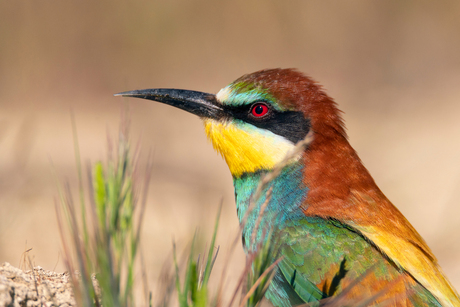 Kleurrijk portret