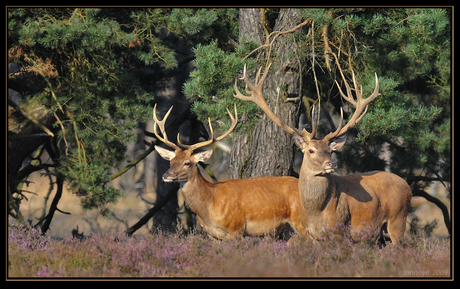 Stoere jongens