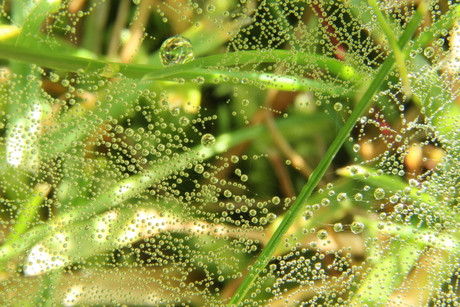 een webje in het gras