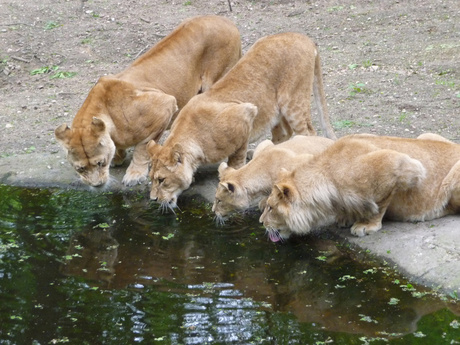 Leeuwen aan het drinken