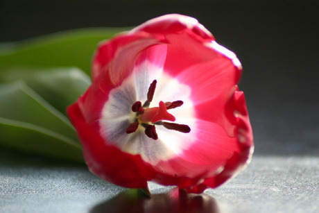 Tulp...