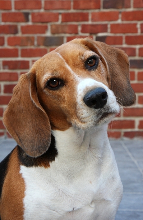 Gita, de beagle