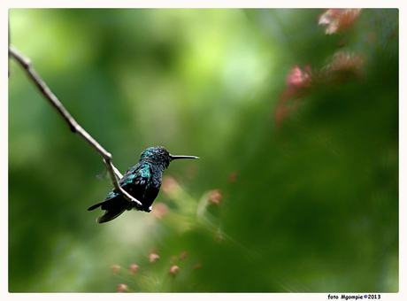 Curacao kolibri