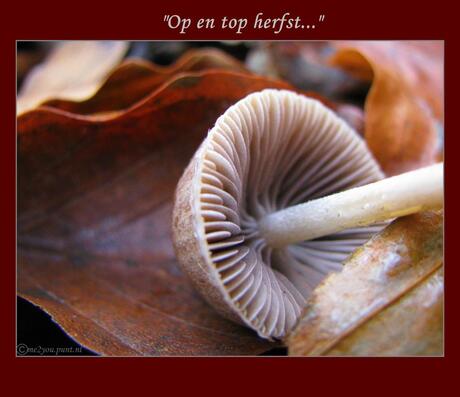 Op en top herfst...