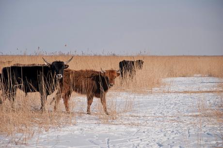 Schotse Hooglanders in de winter