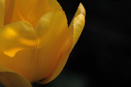 Gele tulp