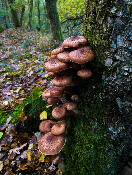 Paddestoelen