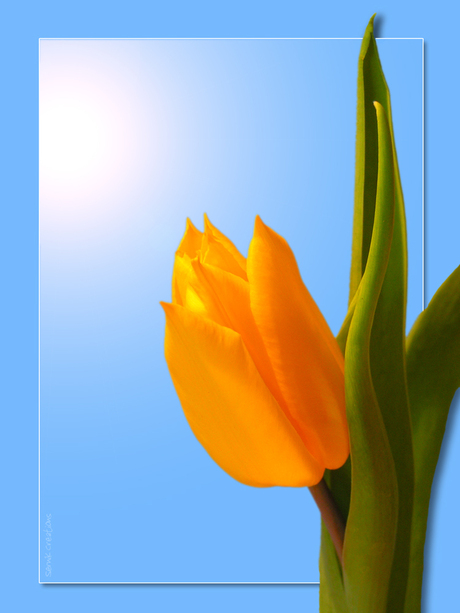 Zonnige Gele Tulpen! 2