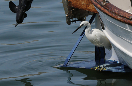 Zilverreiger jong