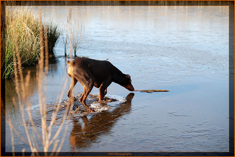 Dobermann in de problemen