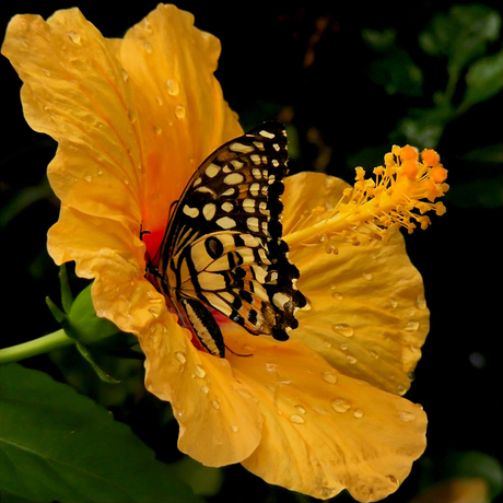 Vlinder op een Hibiscusbloem