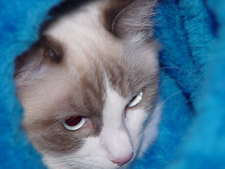 Queenie onze ragdoll