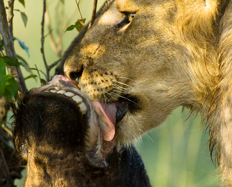 The Kiss of Dead - Masai Mara - Kenia