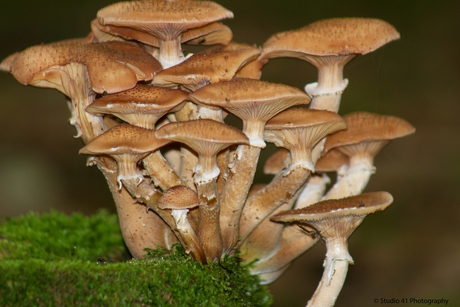 Donker herfstbos Ardennen