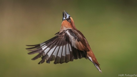 Appelvink zoekt het hogerop...