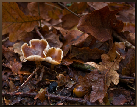 LeverMelkzwammen Schoorlse duinen