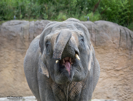 Olifant Wildlands Emmen