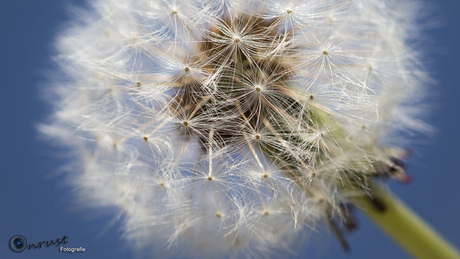 Paardenbloem