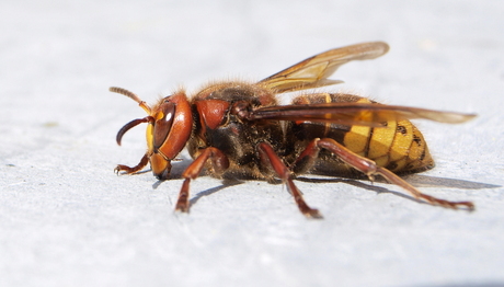 Hoornaar ...lijkt op een wesp