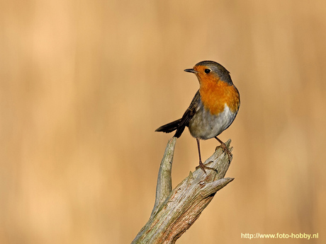 Roodborst