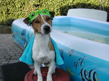 Milo aan het zwembad