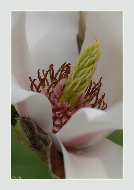 magnoliahart 2