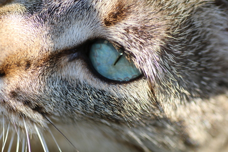 katten oog