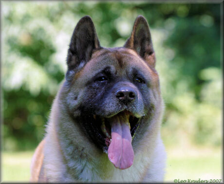 Attente blik van Kimon