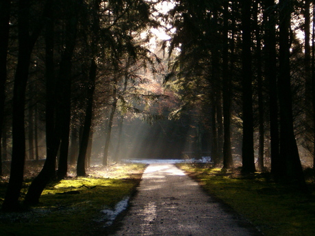 Zonnestralen