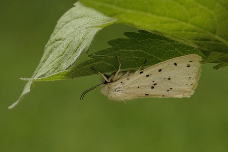 Witte tijger