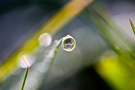 Druppel water aan grassprietje