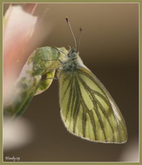 Vlinder in de achtertuin