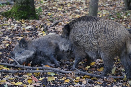 Wilde zwijnen in Natuurpark Lelystad