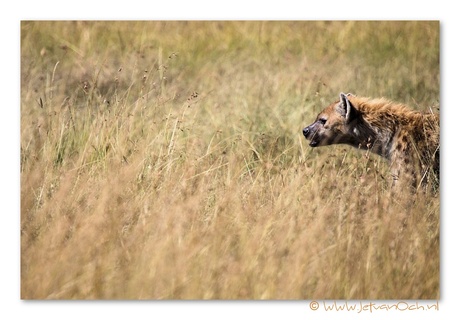 Hyena