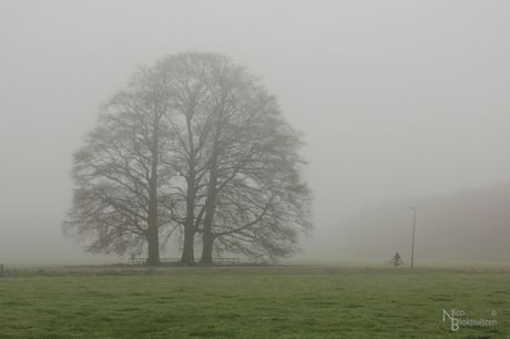 Drie-in-een boom in de mist