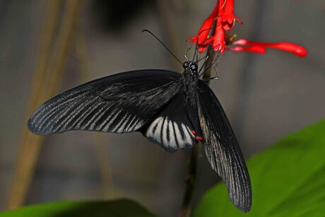 de andere kant van rood