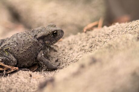 Pad ? of toch een kikker?