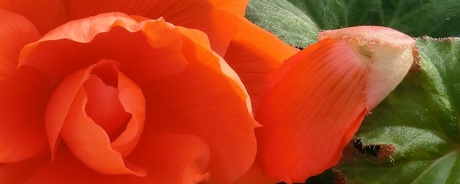 Begonia