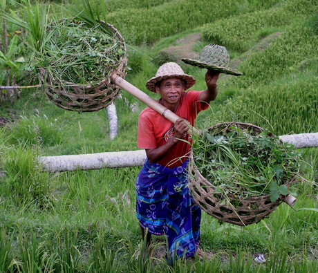 rijstboer op Bali