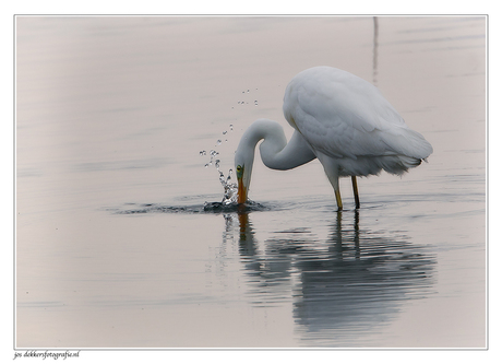 zilverreiger