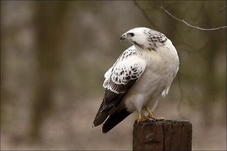 buizerd sneeuwbuizerd